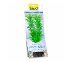 Tetra bilje za dekoraciju Hygrophila L